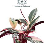 Stromanthe Triostar Live Plant in 6" Pot – Tricolor Indoor Houseplant, Pink Green White Variegated Foliage, Easy Care, Low Maintenance, Pet Friendly