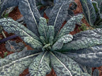500 Organic Black Tuscan Lacinato Kale Seeds for Planting AKA Dinosaur Kale Heirloom Non GMO 1.75+ Grams Garden Vegetable Bulk Survival