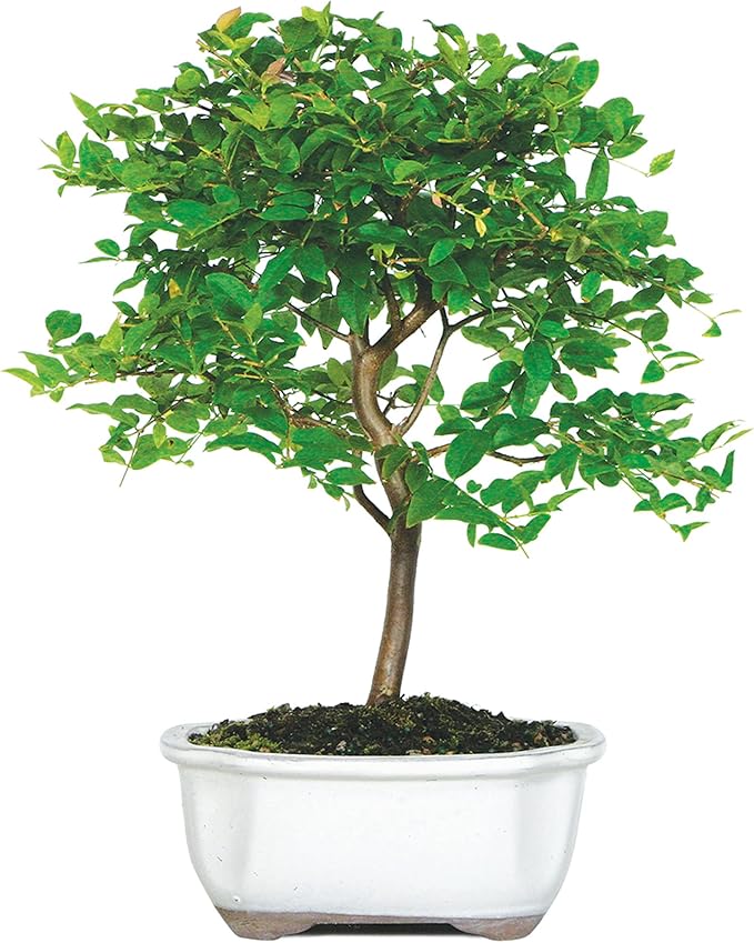 Brussel's Live Jaboticaba Indoor Bonsai Tree - 6 Years Old; 10" to 14" Tall with Decorative Container, Humidity Tray & Deco Rock
