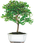 Brussel's Live Jaboticaba Indoor Bonsai Tree - 6 Years Old; 10" to 14" Tall with Decorative Container, Humidity Tray & Deco Rock