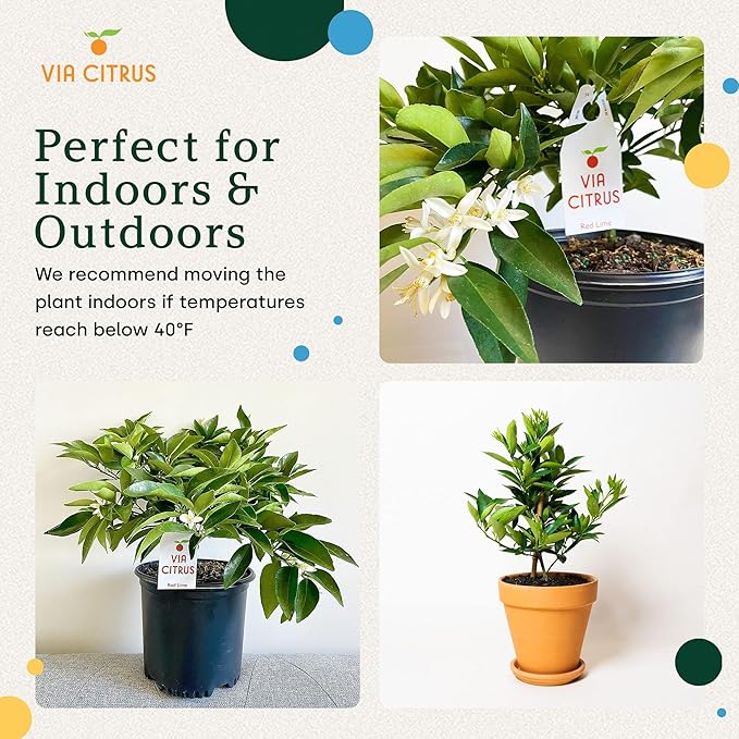 Red Lime Tree Live Plants 13" - 22" Tall – Indoor Outdoor Fruit Tree Plant Growing, Live Citrus Tree Mothers Day Gift for Mom Home Garden Patio and Decor Use, Cannot Ship CA AZ TX LA by Via Citrus