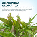 SubstrateSource Live Aquarium Stem Plants - Freshwater Aquatic Plant for Fish Tanks, Aquascaping - (Limnophila Aromatica, 1 Bunch)