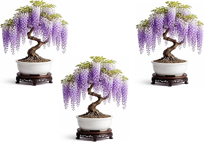 3 Wisteria Bonsai Starter Trees (1 Year Old Live Plant) – Wisteria Floribunda Seedling – Fast Growing Flowering Vine for Bonsai Training – Outdoor/Indoor Bonsai Tree Starter Kit (3 Plants)