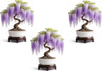 3 Wisteria Bonsai Starter Trees (1 Year Old Live Plant) – Wisteria Floribunda Seedling – Fast Growing Flowering Vine for Bonsai Training – Outdoor/Indoor Bonsai Tree Starter Kit (3 Plants)