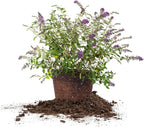Perfect Plants Nanho Butterfly Bush Fast Growing Extraordinary Bright Purple Flowers, 3 Gal, Low Maintenance