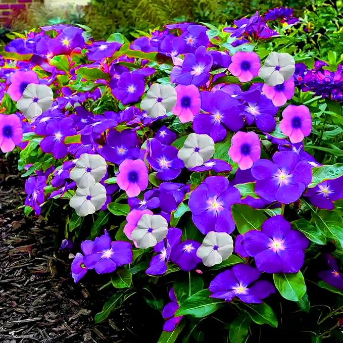 Madagascar Periwinkle Seeds for Planting, 50pcs Perennial Periwinkle Flower Seeds, Non-GMO Heirloom Rare Beauty Home Garden Blooming Flowers Plants for Outdoors Indoors