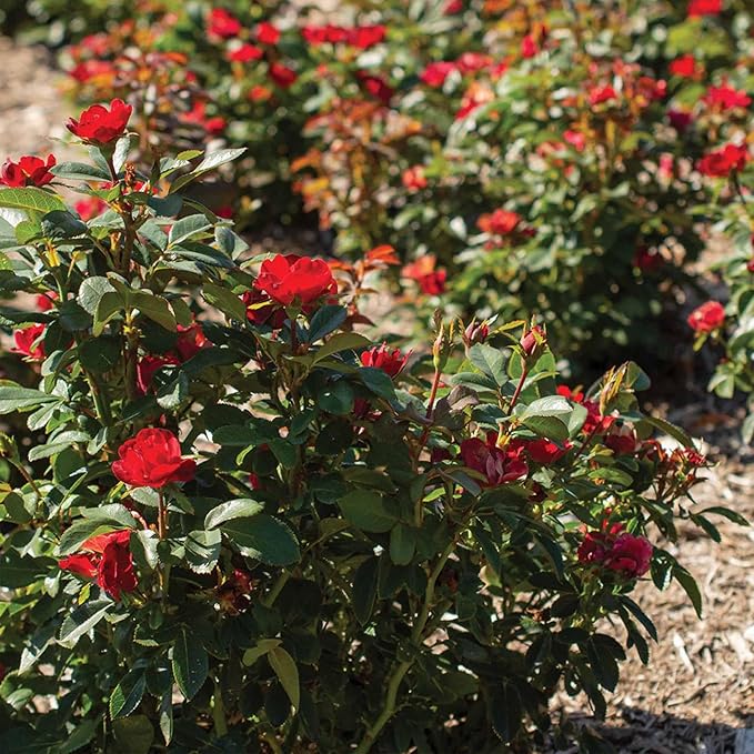 Perfect Plants Petite Knock Out® Rose Bush 1 Gallon. | Fresh Roses | Red Flowering Shrub