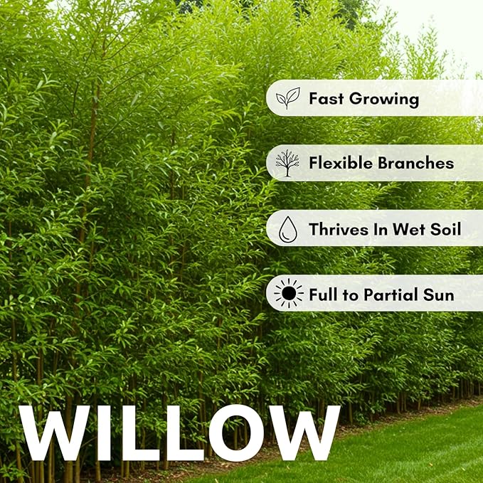 Hybrid Willow Tree Plants for Growing | Fast Privacy Hedge Row, Wind Block, Shade | Fast Growing - 12 Feet Per Year, Fast Growing Trees (24 Trees)