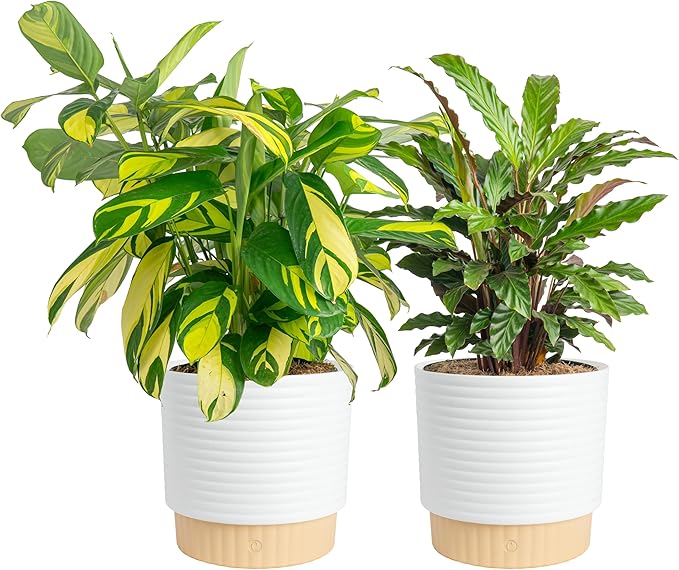 Costa Farms Calathea Live Plants in Decorative Pot, Large Indoor Houseplant, Assorted Variety, Home, Room, or Office Decor, Great House Warming or Birthday Gift, 2-3 Feet Tall, Pack of 2