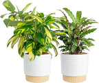 Costa Farms Calathea Live Plants in Decorative Pot, Large Indoor Houseplant, Assorted Variety, Home, Room, or Office Decor, Great House Warming or Birthday Gift, 2-3 Feet Tall, Pack of 2