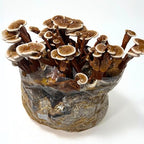 Mycelium All-in-One Mushroom Grow Bag – 6lb Sterilized Substrate with Oak, Soy Hull & Whole Oats Grain | Ready-to-Inoculate Grow Kit with Injection Port | Grow Lion’s Mane, Shiitake & Oyster Mushrooms