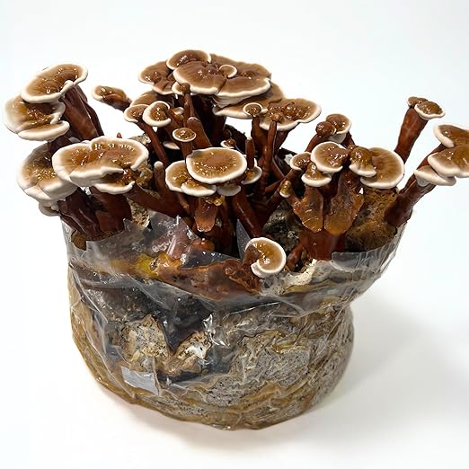 Mycelium All-in-One Mushroom Grow Kit – 6 lb Sterilized Enhanced Substrate with Alder, Soy Hull, Millet & Milo Grains | Ready-to-Inoculate Bag with Injection Port | Easy Gourmet Mushrooms at Home