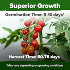 HOME GROWN Large Red Cherry Tomato Seeds 2 Pack (Solanum lycopersicum) - Approx.1000 Non-GMO Heirloom Tomato Seeds for Planting Vegetable Seeds for Homesteading, Sustainable Living, and Home Gardening