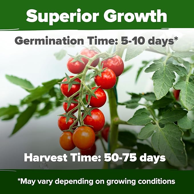 HOME GROWN Large Red Cherry Tomato Seeds 2 Pack (Solanum lycopersicum) - Approx.1000 Non-GMO Heirloom Tomato Seeds for Planting Vegetable Seeds for Homesteading, Sustainable Living, and Home Gardening