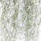 ragnaroc Tillandsia Usneoides ‘Thick-Colombian Spanish Moss’ - ragnaroc Indoor Tropical Plant 16” / 1 oz - Live Arrival Guaranteed - Live Air Plant & House Plants for Home Decor & Gift