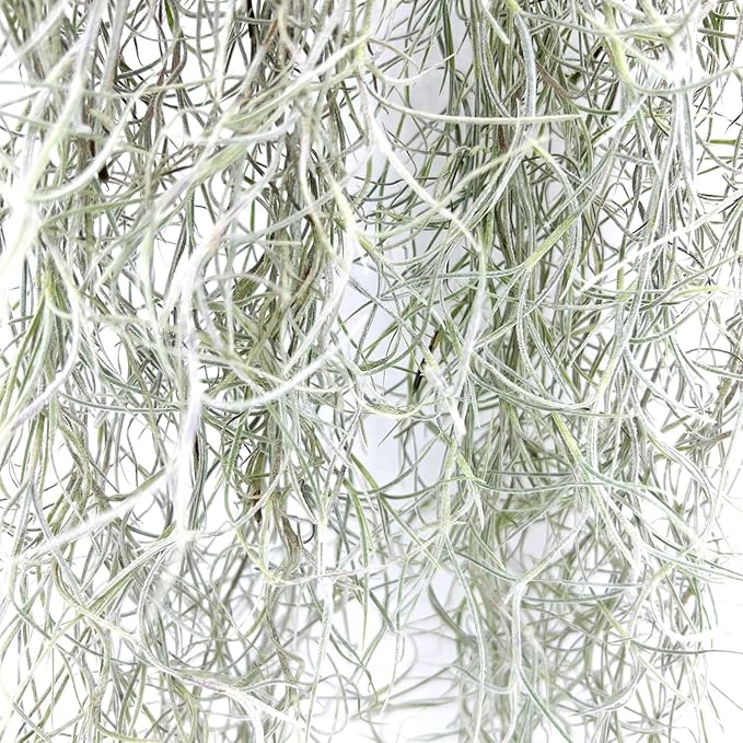 ragnaroc Tillandsia Usneoides ‘Thick-Colombian Spanish Moss’ - ragnaroc Indoor Tropical Plant 16” / 9 oz - Live Arrival Guaranteed - Live Air Plant & House Plants for Home Decor & Gift