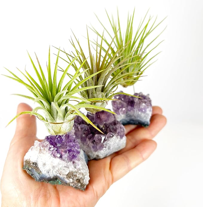 Set of 3 Mini Amethyst Crystal Air Plant Holders – Includes Healthy Tillandsia, Ready-to-Gift Home Décor for Women, Birthdays and Housewarming