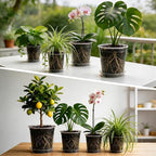 BTPLASTIK 2 Gallon Clear Nursery Pots with Saucers 5P, 7.5 Inch Round Plastic Plant Pots with Drainage Holes