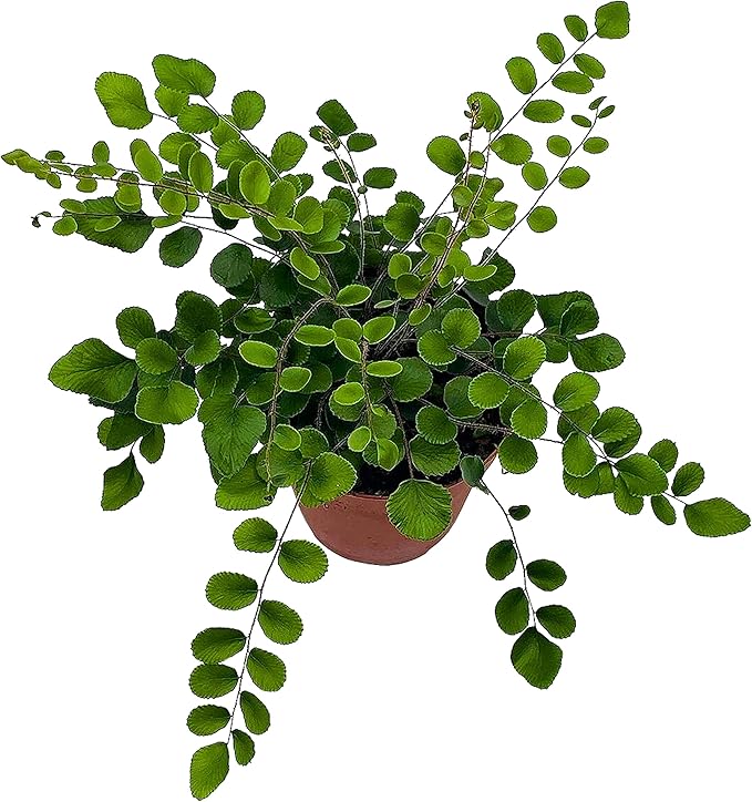 BubbleBlooms Button Fern in a 4 inch Pot Pellaea rotundifolia
