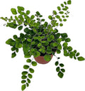 BubbleBlooms Button Fern in a 4 inch Pot Pellaea rotundifolia