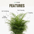 Parlor Palm Live Indoor Plant – 4” Pot | Pet Friendly, Air Purifying Houseplant | Easy Care for Home, Office, Low Light Spaces - JitoHouse