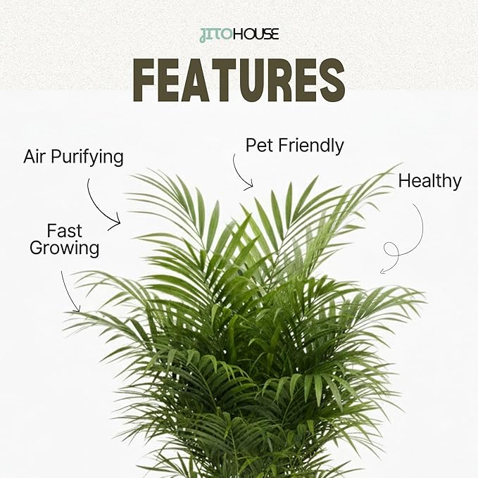 Parlor Palm Live Indoor Plant – 4” Pot | Pet Friendly, Air Purifying Houseplant | Easy Care for Home, Office, Low Light Spaces - JitoHouse