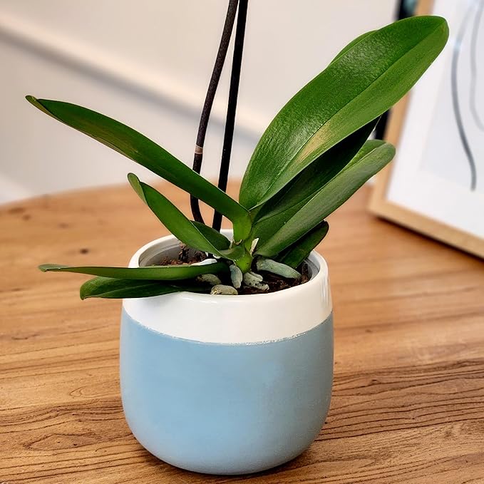 Large Novelty Live Orchids Blooming in 5" Blue & White Orchid Pot, Pet Friendly Live Plant Gifts for Plant Lovers, Approx. 22"+ Tall, Real Houseplants, Phalaenopsis Moth Flowers by Plants for Pets