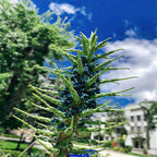 10+ Blue Sapphire Tower Plant Seeds (Puya Alpestris), Rare & Exotic Flowering Cactus, Perennial, Hardy, Pollinators Friendly -QAUZUY GARDEN