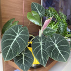 Black Velvet Alocasia Live Plant, Rare Alocasia Plant, House Plant, House Plant Indoors Live 6 Inches Tall No Pot