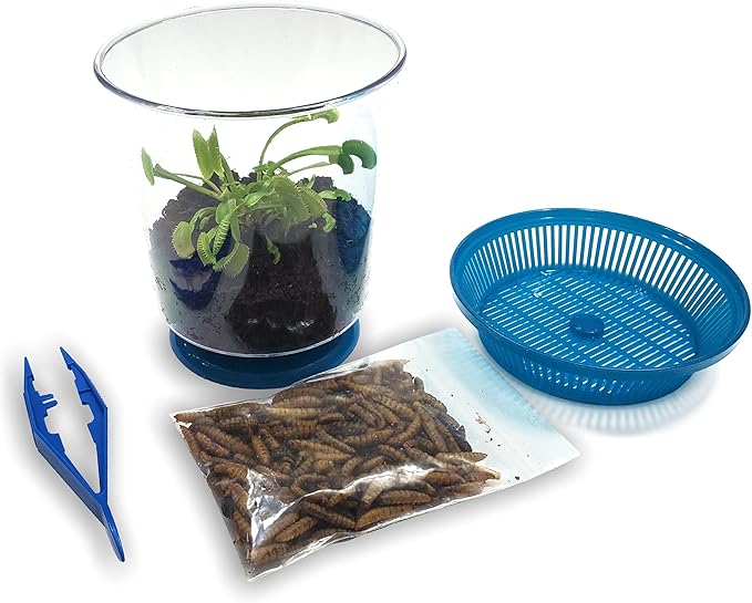 Venus Fly Trap Live Plant with 4.5" Blue Terrarium + Carnivorous Plants Food Bundle with Feeding Tweezers - Carnivorous Plant Soil and Live Venus Flytrap