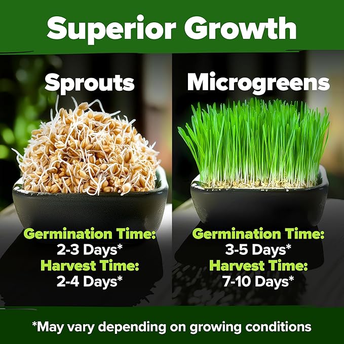 HOME GROWN Hard Red Winter Wheatgrass Seeds 12,000+ Bulk 1.5 lb Heirloom Non-GMO, Sprouting for Juicing, Healthy Smoothies, Pet Cat Grass, Microgreens, Indoor Garden (Triticum aestivum)