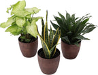 Thorsen's Greenhouse Low Light Houseplant Set, Live Indoor Plants, 3 Pack of Plants, Copper Pots, 4" Diameter