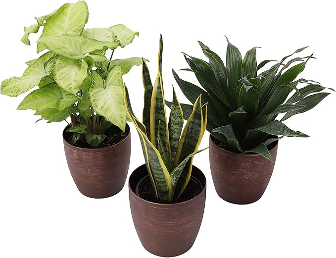 Thorsen's Greenhouse Low Light Houseplant Set, Live Indoor Plants, 3 Pack of Plants, Copper Pots, 4" Diameter