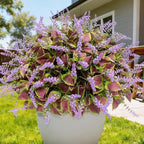 12 Bundles Artificial Coleus Flowers | UV Resistant No Fade Silk Faux Plants | Spring Summer Outdoor Fake Greenery for Garden Patio Planters Front Porch Pathway Decor (Purple)