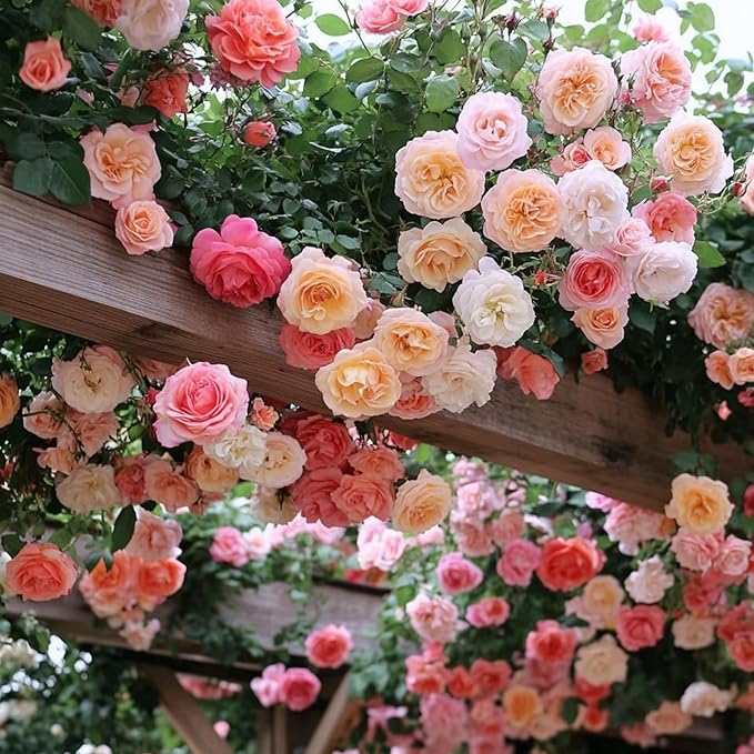 300+ Climbing Rose Seeds for Planting - Rare Mixed Climbing Rose Rosa Bush Vine Non-GMO Heirloom Seeds Climbing Flowers Outdoor Garden