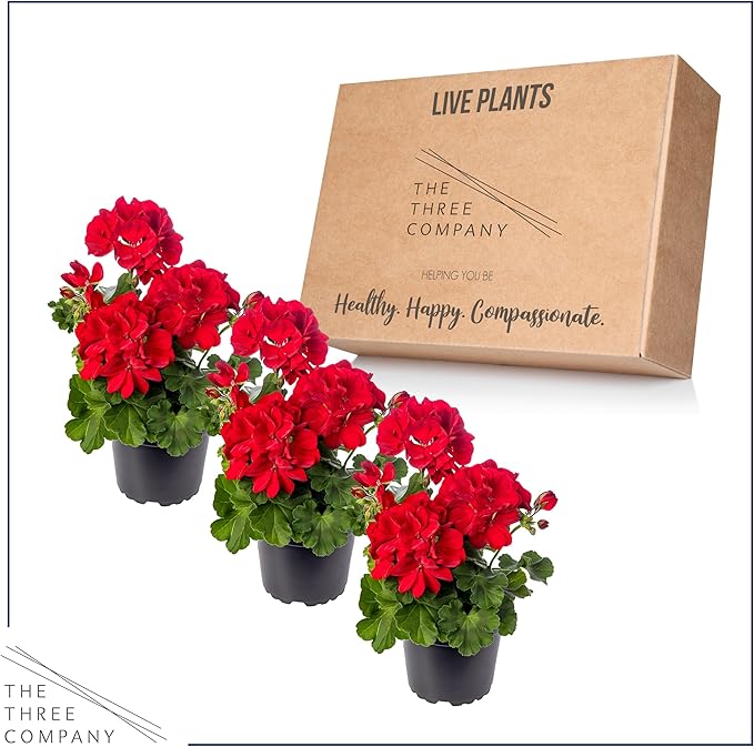 Live Flowering Zonal Geraniums - Red (3 Plants Per Pack) - Beautiful Spring Flowers - 12" Tall by 5" Wide in 1 Qt Pot