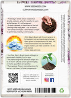 Seed Needs Pink Baby's Breath Seeds for Planting Rosy Pink Blooms - Heirloom & Open Pollinated Wildflowers to Attract Pollinators to a Butterfly Garden - Great for Cut Flowers (1 Pack)