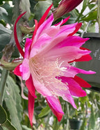 Epiphyllum 'Wild Thing' Fully-Rooted Starter Pot - Orchid Cactus Hybrid - Indoor Outdoor Plant - Central America Origin - No Shipping to California or Arizona