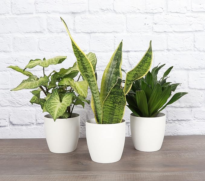 Thorsen's Greenhouse Low Light Houseplant Set, Easy Care Plants, Set of 3 Plants, Live Indoor Plants, 4" Diameter, Classic Pots (White)
