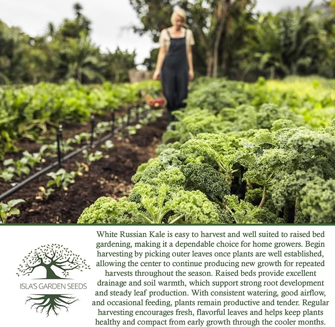 White Russian Kale Seeds (Brassica Napus) – 1000+ Heirloom Non GMO Seeds by Isla’s Garden Seeds, Tender Mild Leaves, Cold Hardy Cool-Season Green, Easy Home Garden Variety, Small & Fun Gift Idea