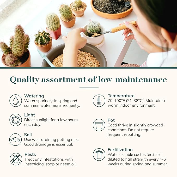 Shop Succulents Premium Live Mini Cactus and Succulent Plants in 2" Pots, Easy Care Indoor or Outdoor Gardening, Terrariums, Favors, & Contemporary Spaces with Hardy, Resilient Varieties, Pack of 12