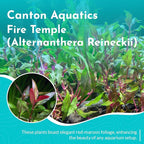Amazon Sword Echinodorus Red Rose - Vibrant Red Aquarium Plant - High Light & CO2 Requirements - Beautiful Freshwater Aquarium Decoration - Easy to Maintain and Grow - 2" Pot
