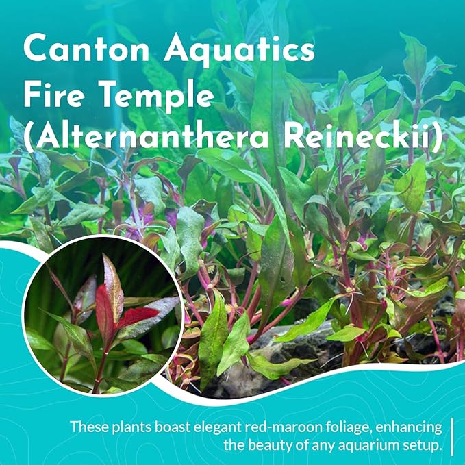 Amazon Sword Echinodorus Red Rose - Vibrant Red Aquarium Plant - High Light & CO2 Requirements - Beautiful Freshwater Aquarium Decoration - Easy to Maintain and Grow - 2" Pot