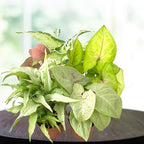 Syngonium Live Plant Assorted Starter Pack in 2" Pot - Easy to Grow Air Purifying Indoor House Plants Flowers for Home Office Wedding Decor & Birthday Gift (3) (Heat Pack Included)