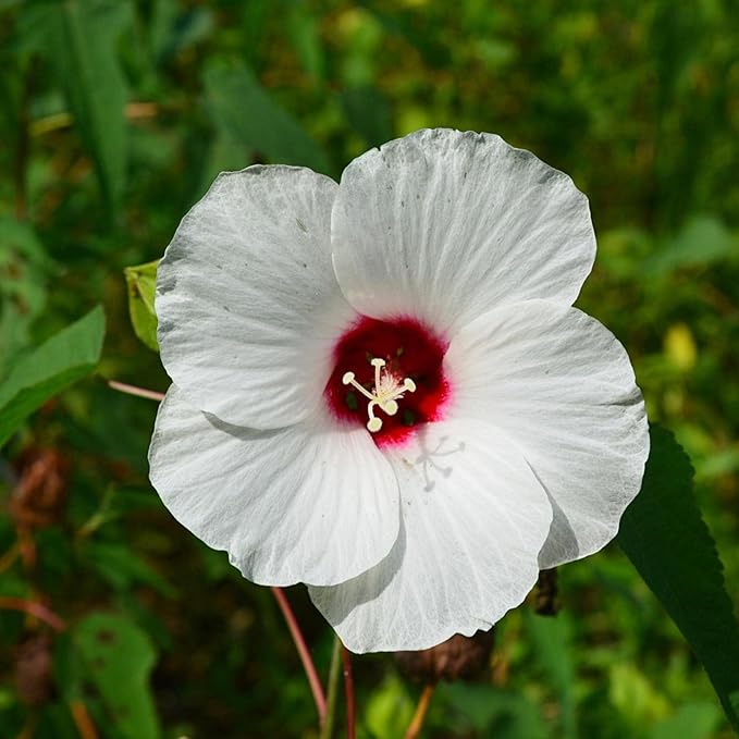 Chalily White Water Hibiscus, a Great Live Pond Plant for Your Water Garden. Filters The koi and Goldfish Pond. Good for Bogs, Plant Shelf or Shallow Water This marginal Aquatic is a Real Beauty