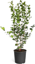 Brighter Blooms - Kramers Camellia Shrub, 3 Gallon - No Shipping to AK, AZ, HI, OR, TX