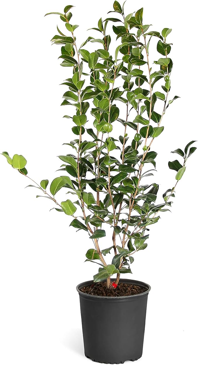 Brighter Blooms - Kramers Camellia Shrub, 3 Gallon - No Shipping to AK, AZ, HI, OR, TX