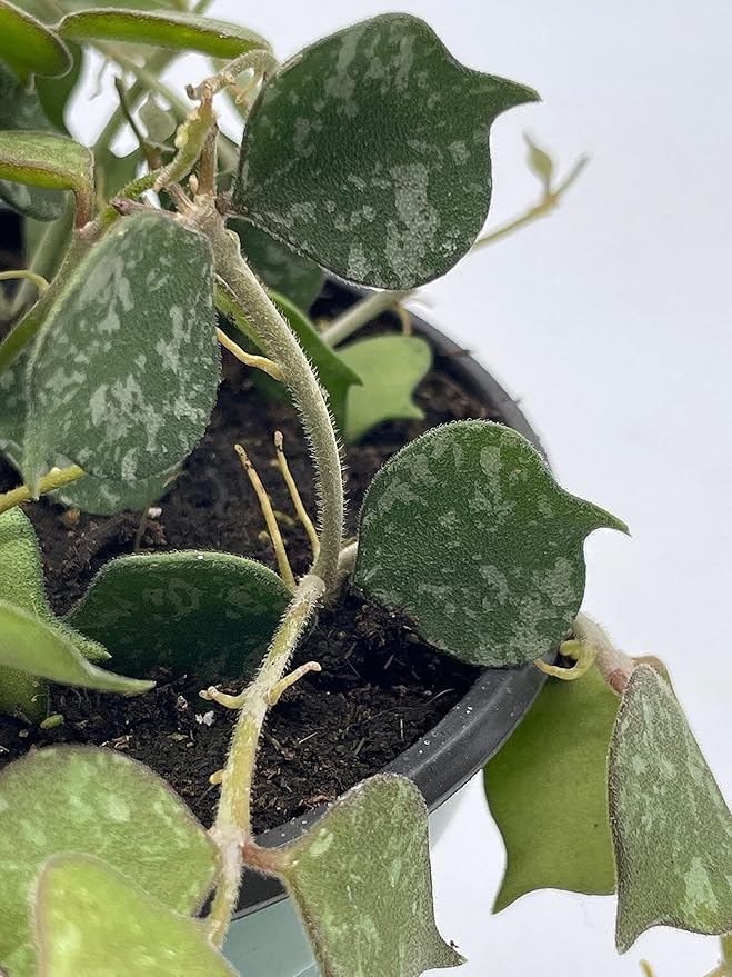 BubbleBlooms Hoya Curtisii, Very Rare Limited Live Plant, in 4 inch Pot