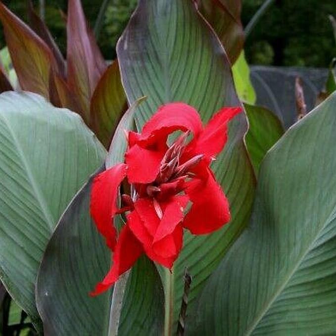 Canna 'Black Knight', a Great Live Pond Plant for Your Water Garden. Filters koi and Goldfish Ponds. Good for Bogs, Plant Shelf or Shallow Water This marginal Aquatic is a Real Beauty