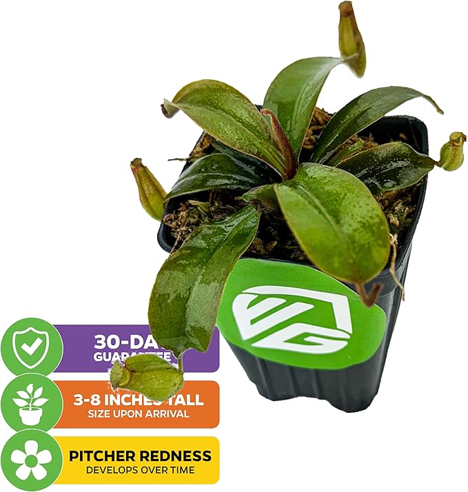 Lady Luck Carnivorous Pitcher Plant - Nepenthes ampullaria x Ventricosa by Wellspring Gardens - Starter Plant - Live Tropical Carnivorous Houseplant (2-Pack)